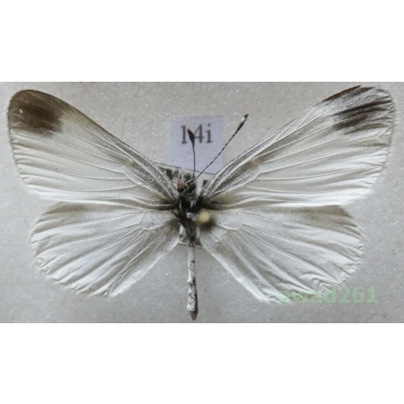 Leptidea sinapis (Linnaeus, 1758) Czech14i